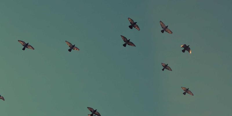 FHC222技术解析：软件定义广域网与安全访问服务边缘的融合如何重塑企业网络架构